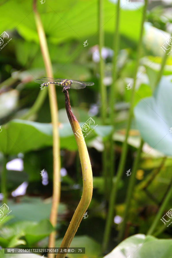 蜻蜓