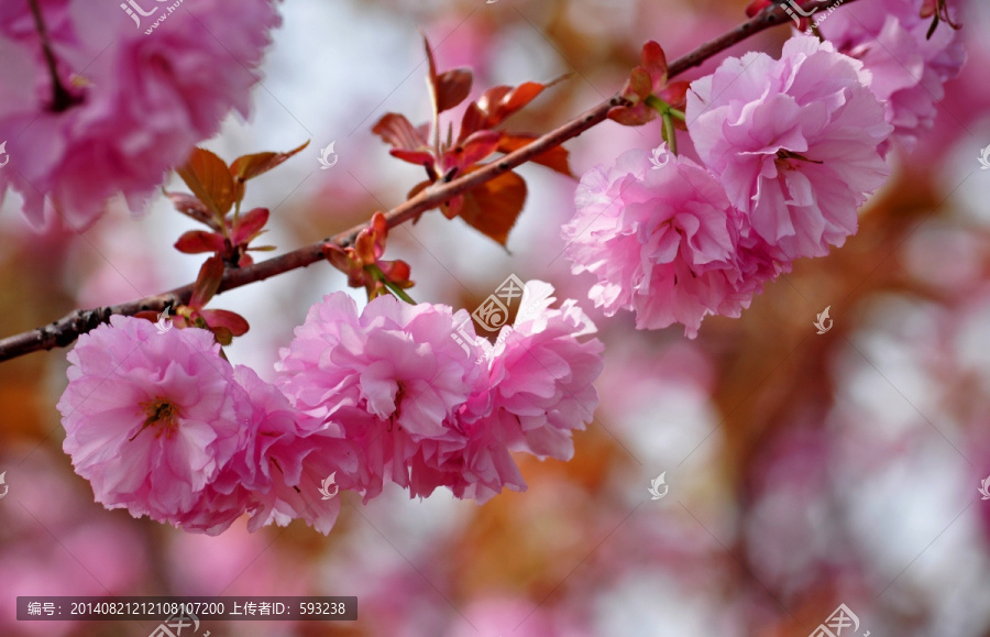 日本晚樱,日本樱花