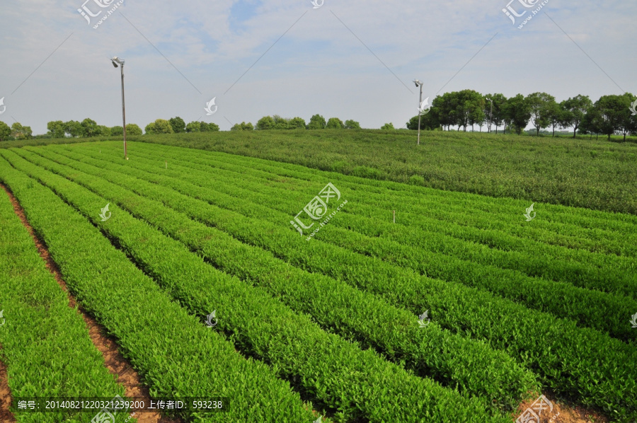 规模化茶田,有机茶园