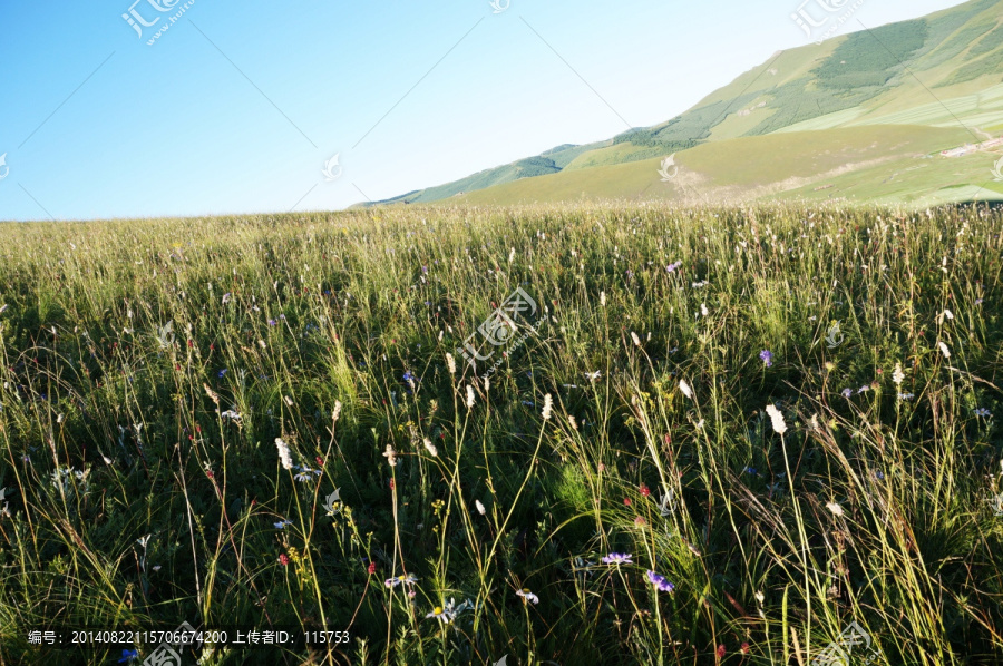 草原的野花