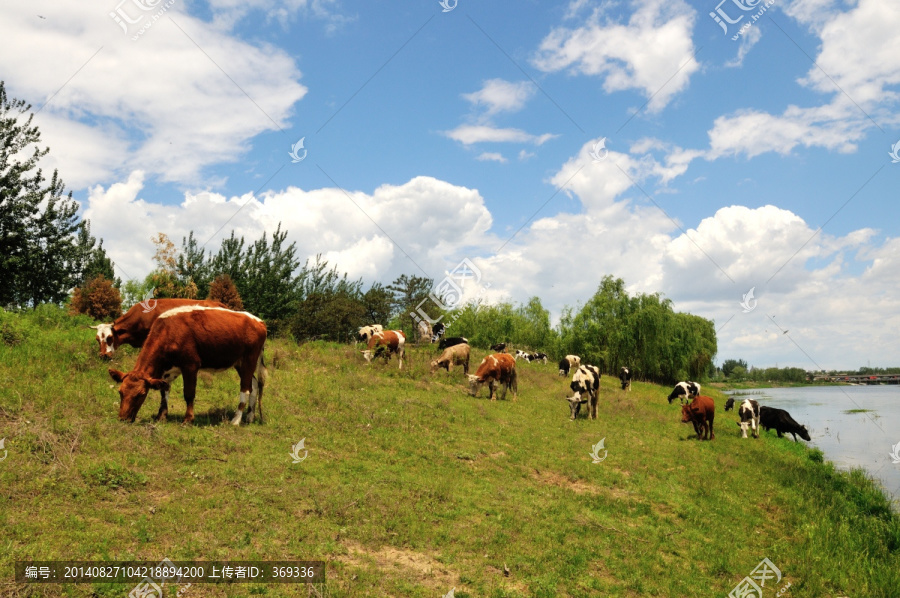 湿地边的牛群