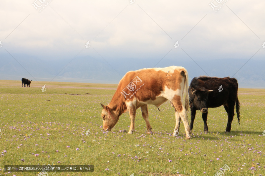 草原上悠闲的牛儿