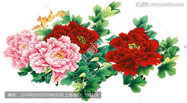 牡丹花