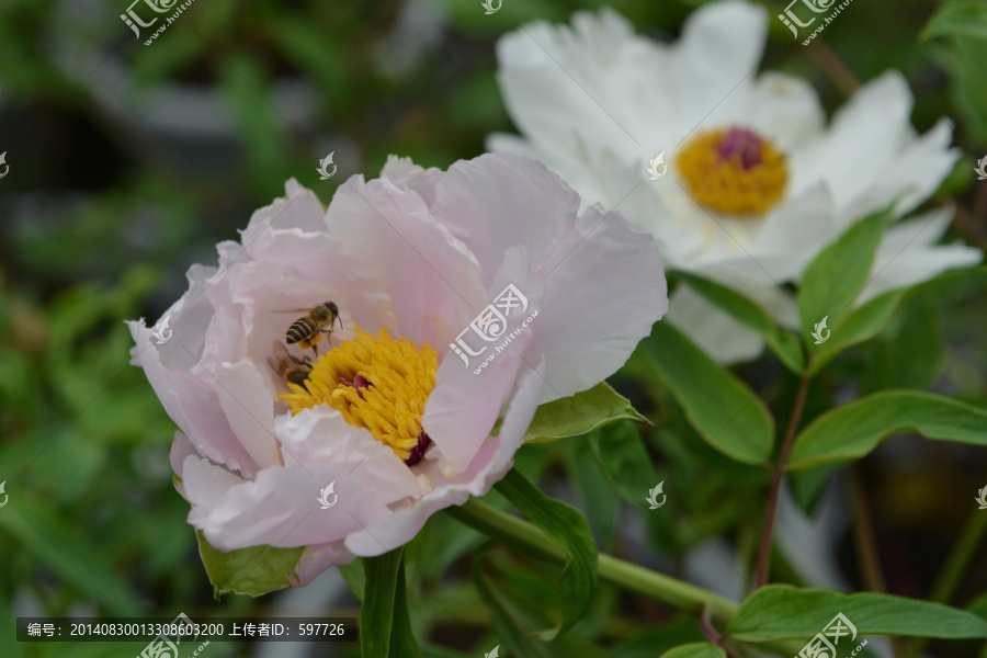 各式牡丹,蜜蜂