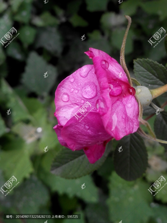 雨后的食用玫瑰花