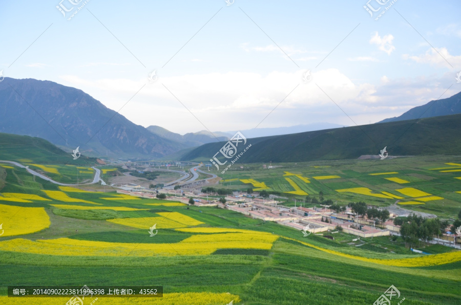 油菜花,风景