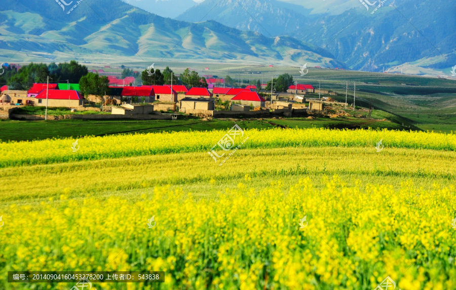 油菜之乡,最美乡村伊犁喀夏加尔
