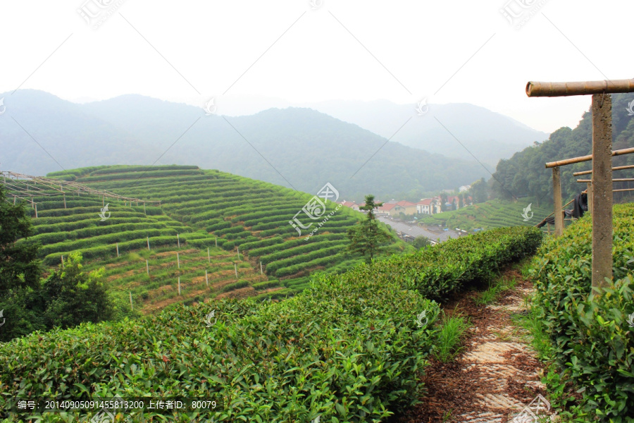 茶园,山茶,茶树园