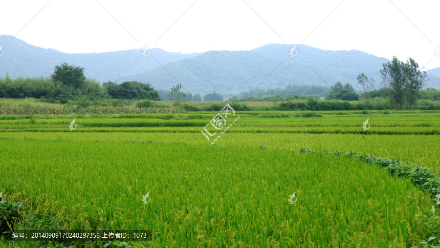 青山,水稻田