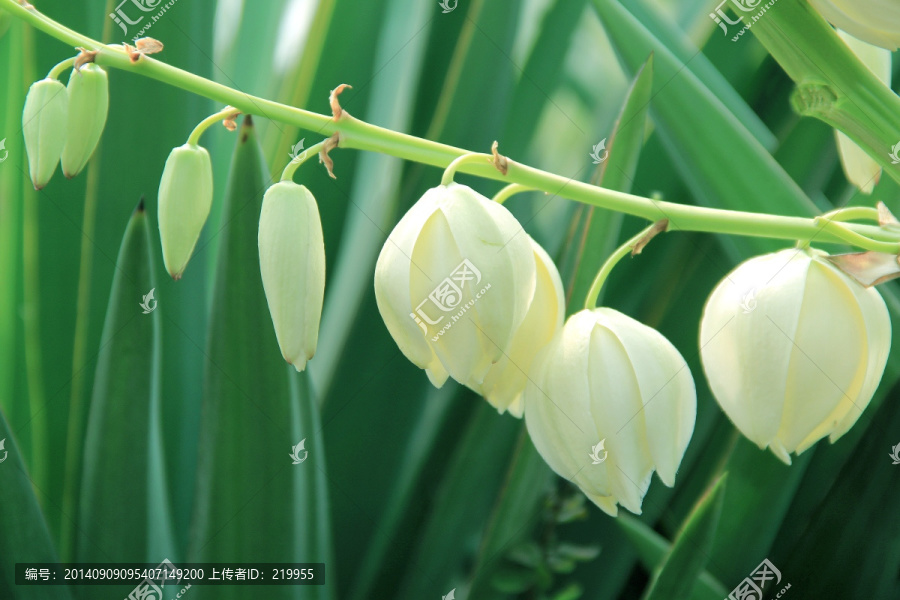 剑麻开花