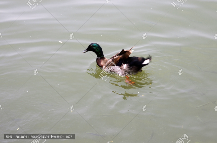 鸭鱼同游湖水清