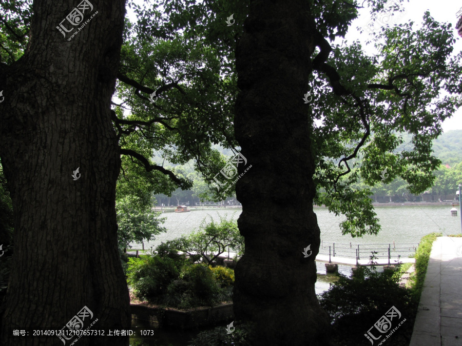 杭州,孤山,西湖,古树