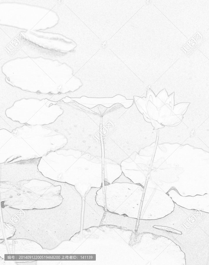 素描,荷花,荷韻,無框畫