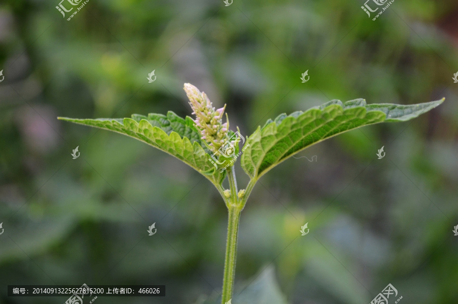 荷花素材