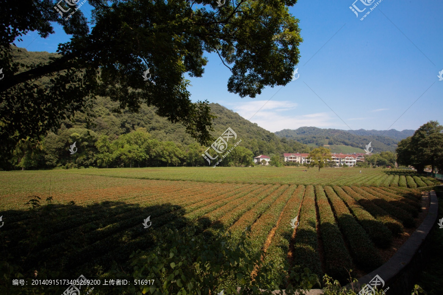 杭州茶园 梅家坞茶园 龙井茶园