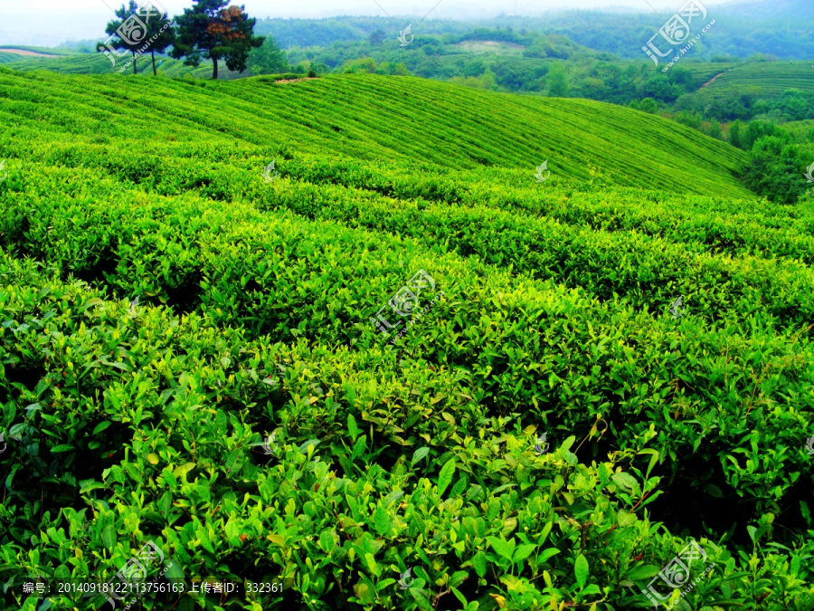 茶山