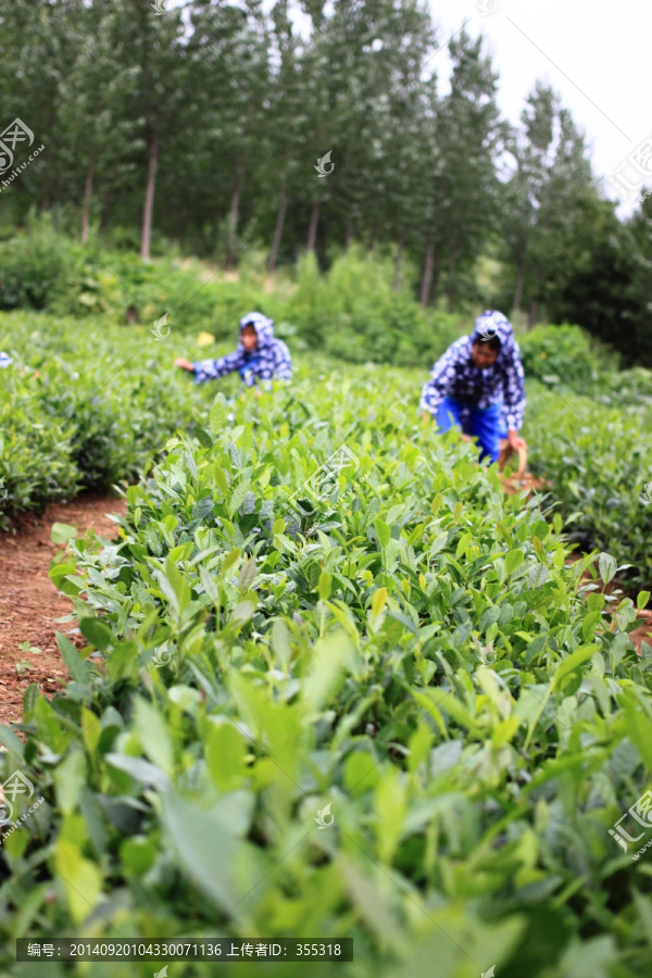 采茶,崂山绿茶