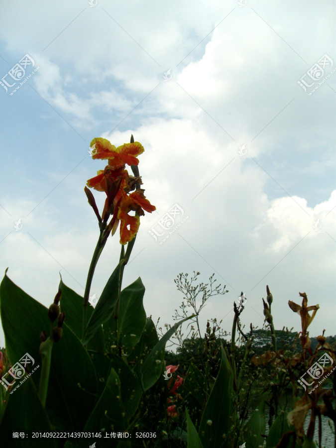 鲜花蓝天