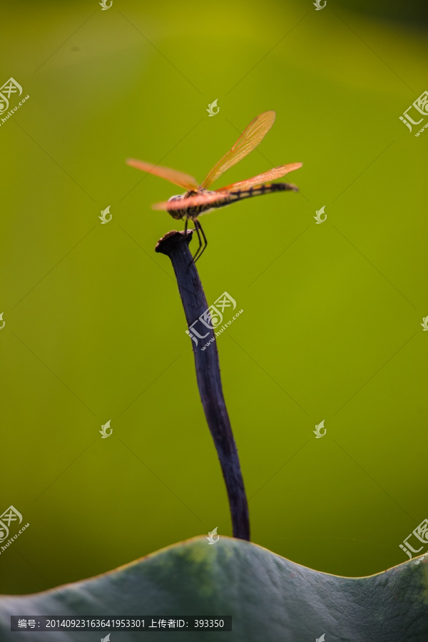 荷叶上的红蜻蜓,竖片,绿背景