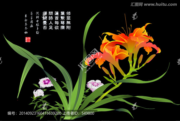 鳳頭萱石竹