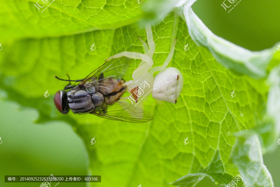 捕食苍蝇的蜘蛛,三角蟹蛛