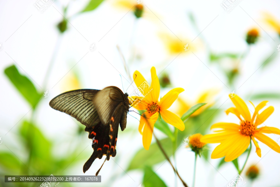 蝴蝶,花卉,生态,微距,静物