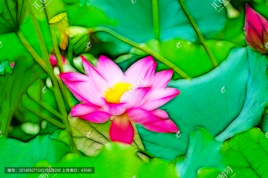 荷花