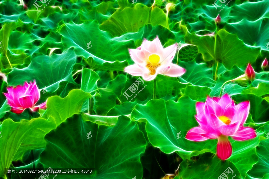 荷花
