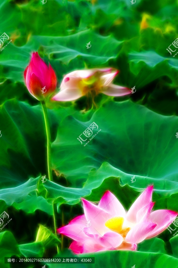 荷花