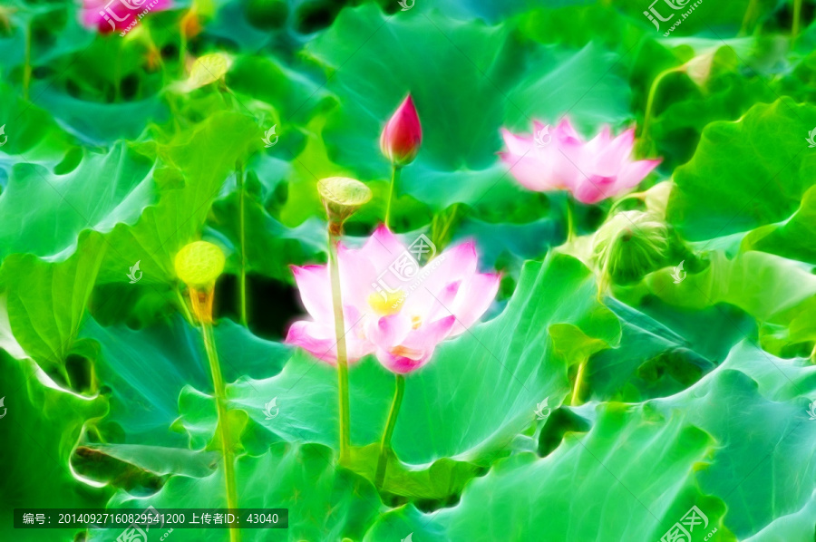 荷花