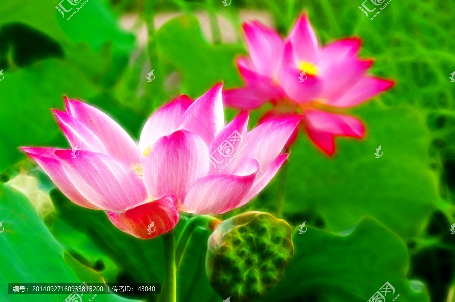 荷花