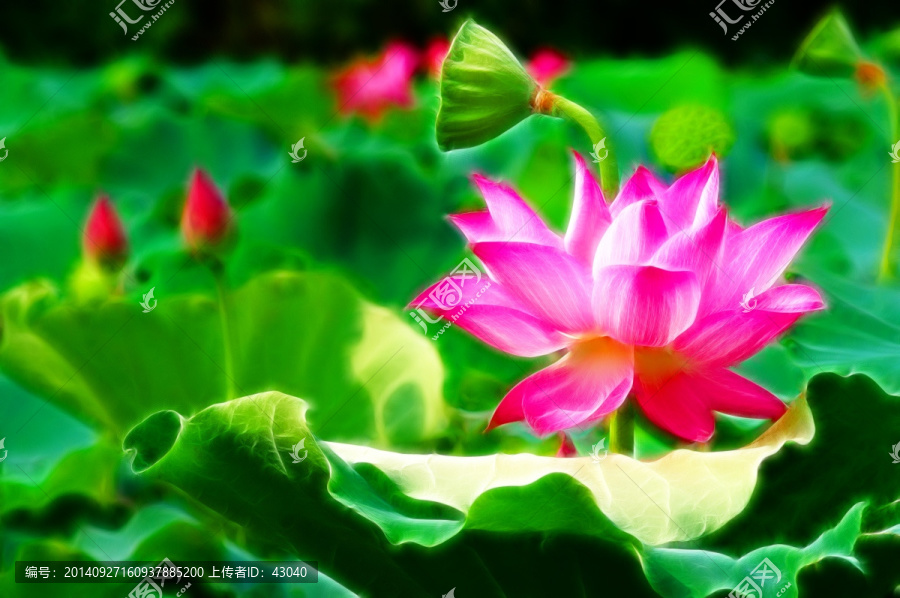荷花