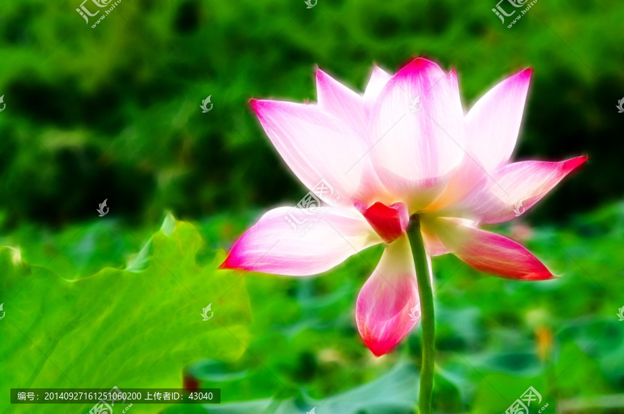 荷花