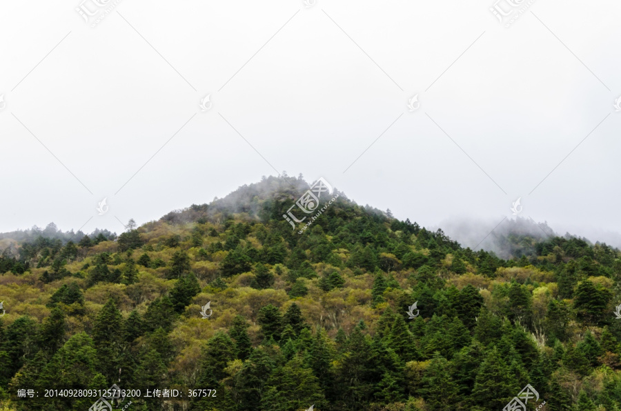 木格措风景区,原始森林