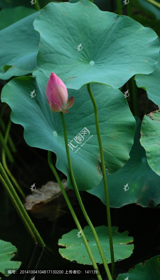 花苞,荷包,红荷,小荷,荷花