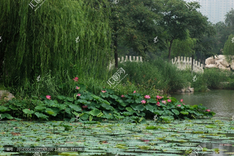 荷景,小桥,石桥,荷花,荷叶