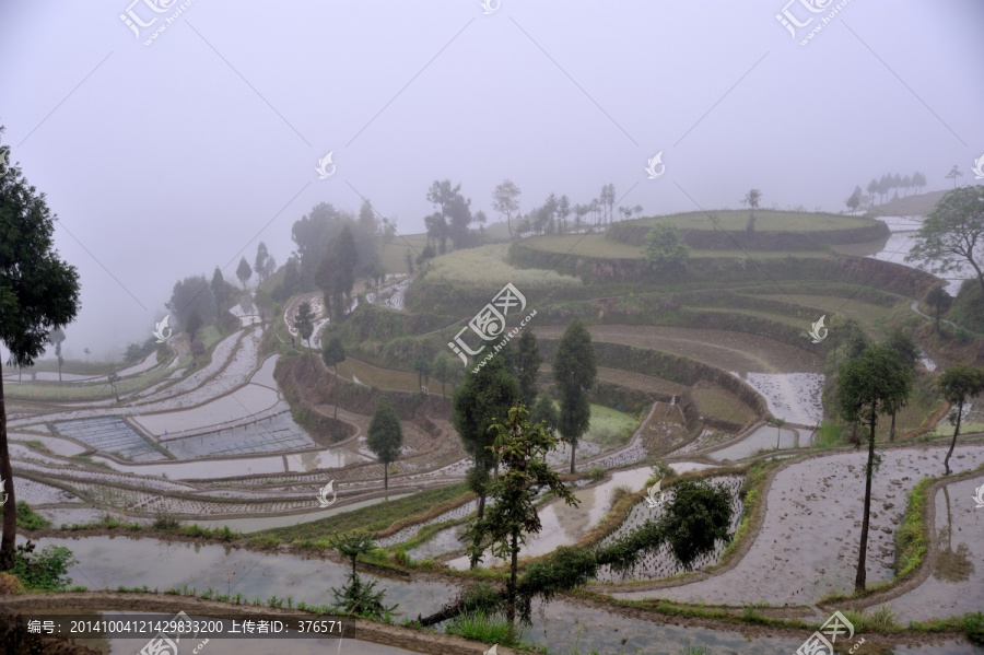 茗岙梯田,田园风光,水田,雨雾