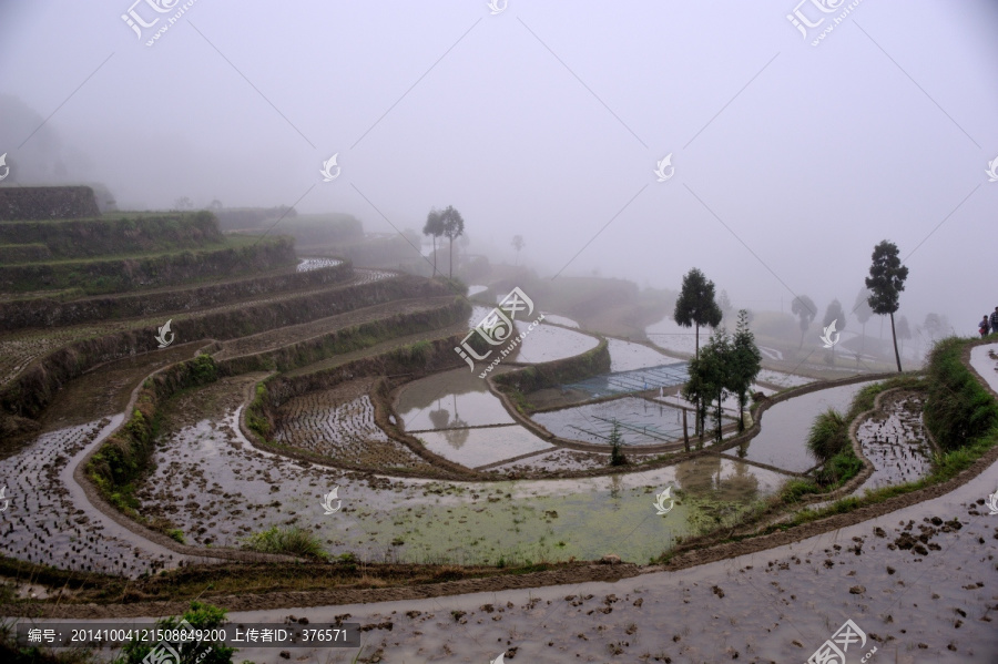 茗岙梯田,田園風(fēng)光,水田,雨霧