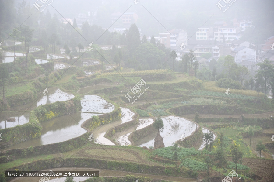 茗岙梯田,田园风光,水田,雨雾