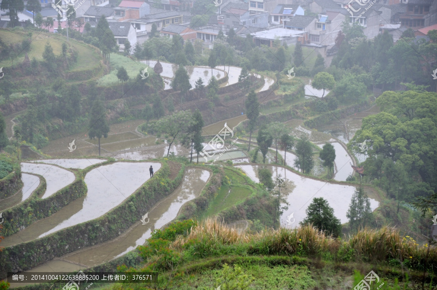 茗岙梯田,田园风光,水田,雨雾