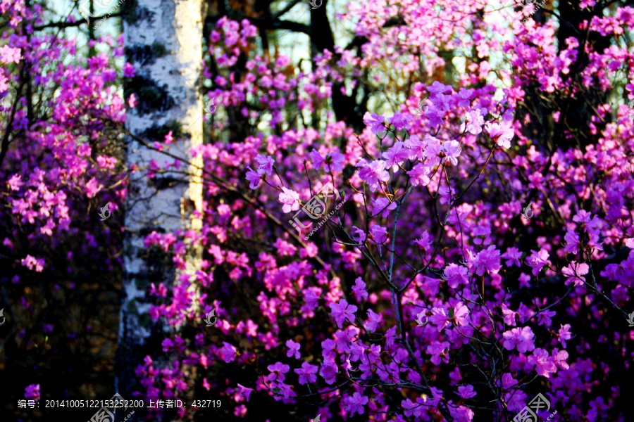杜鹃花与白桦树,春季