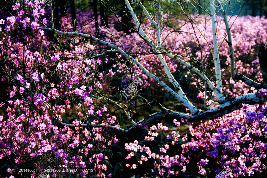 白桦树枝与杜鹃花,春季