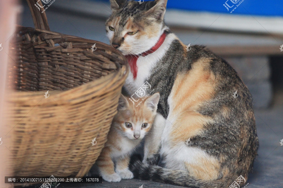 猫,黑花猫,家猫,家畜,宠物