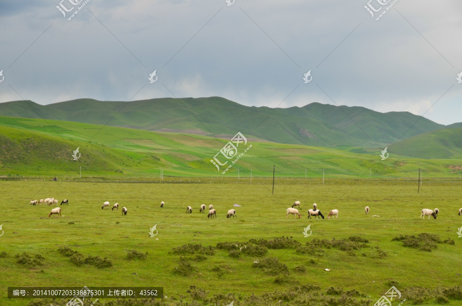 草原,牧场,羊群
