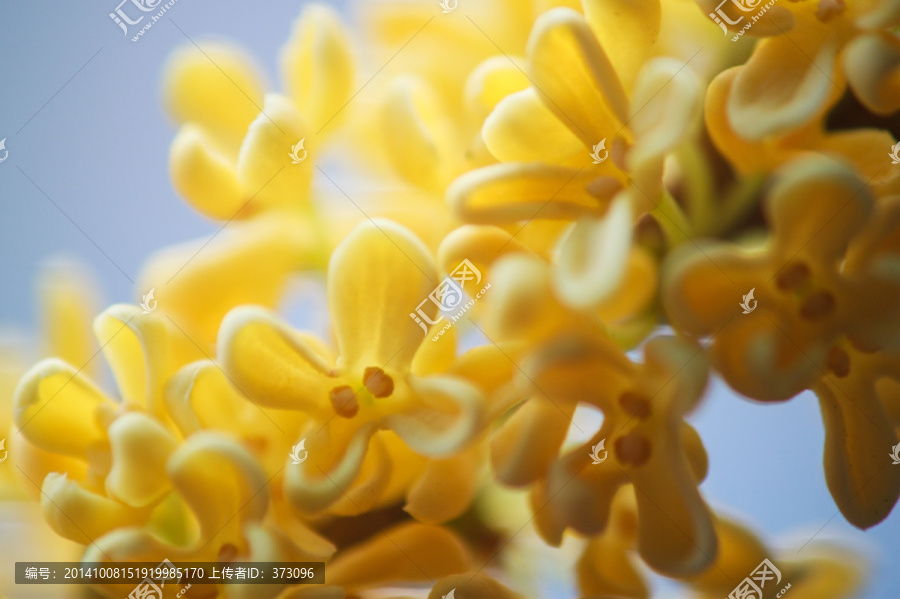 桂花微距摄影桂花特写