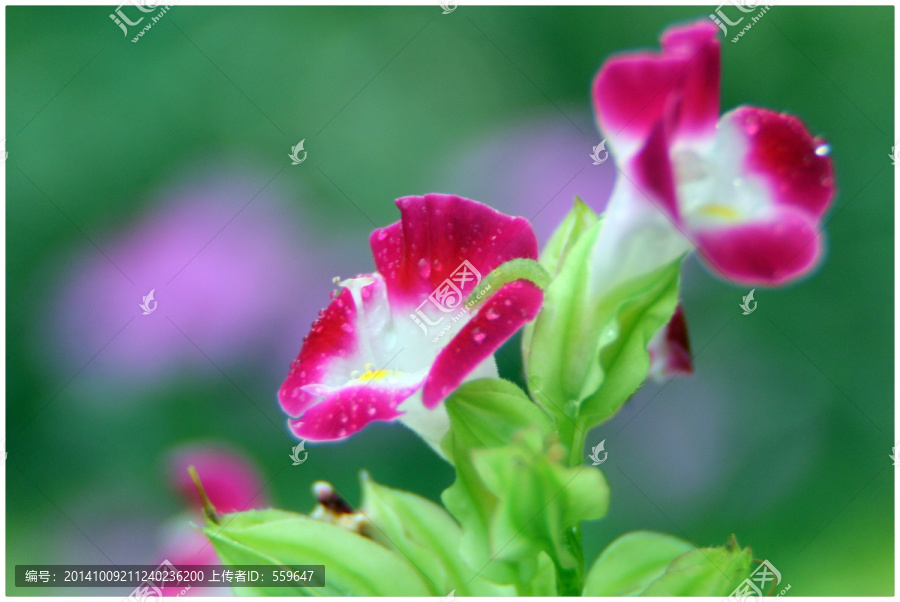 花卉摄影,花草特写