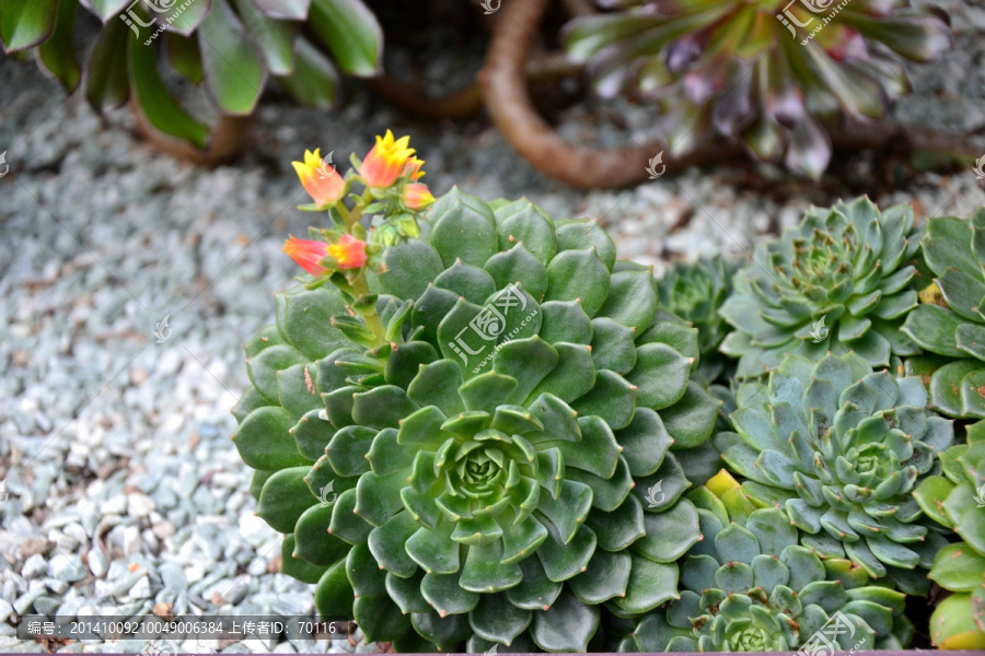 植物花卉