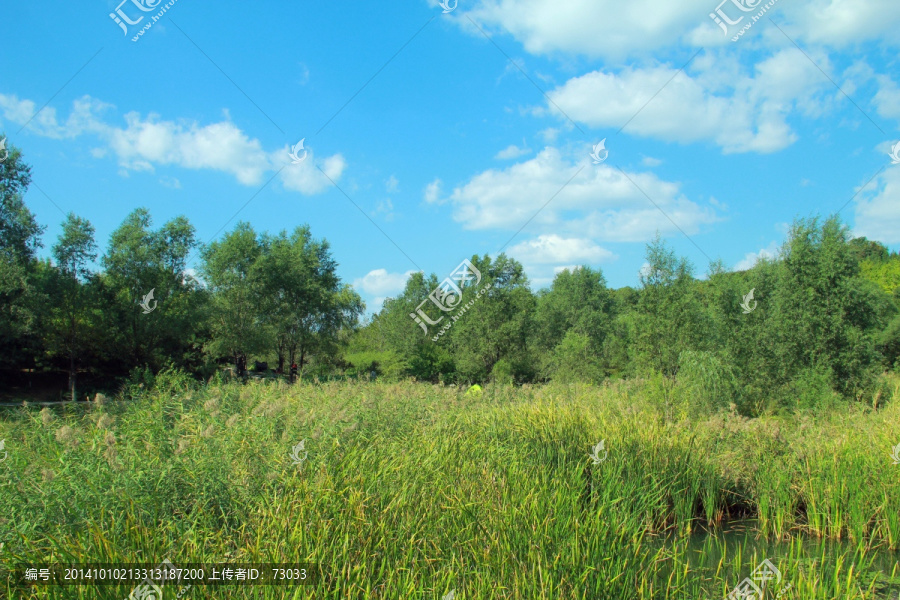 湿地,,芦苇,蓝天白云