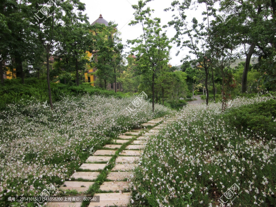 美丽的道路