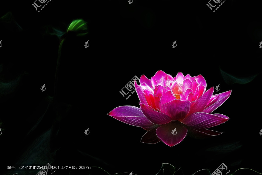 荷花,電腦畫